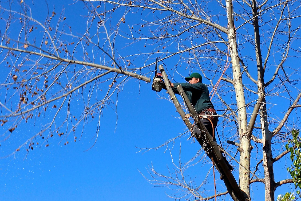 tree trimming crew working on residential tree